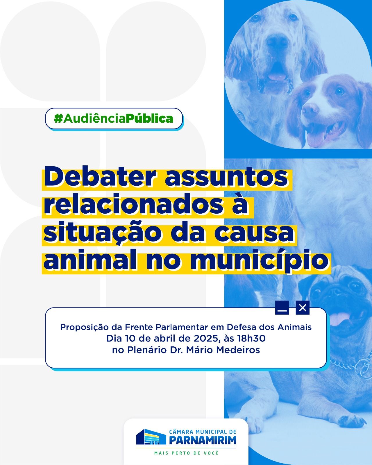 No momento, você está visualizando Causa animal será tema na Câmara Municipal de Parnamirim
